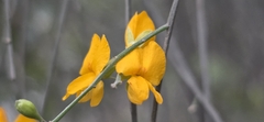 Jacksonia scoparia