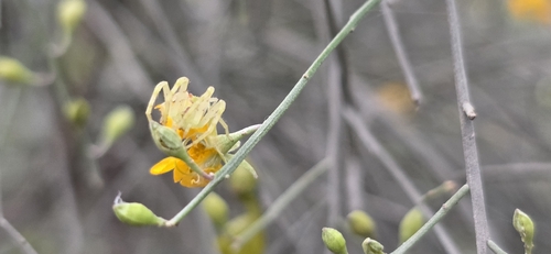 Jacksonia scoparia, photograph 1