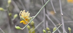 Jacksonia scoparia, photograph (c) Andrew Thornhill, some rights reserved (CC BY)