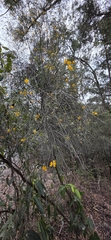 Jacksonia scoparia, photograph (c) Andrew Thornhill, some rights reserved (CC BY)