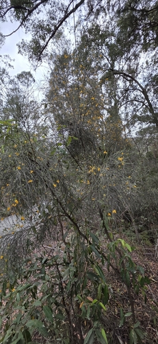 Jacksonia scoparia, photograph 3