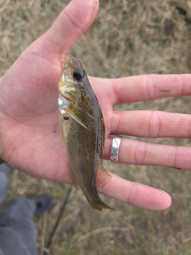 Ruffe