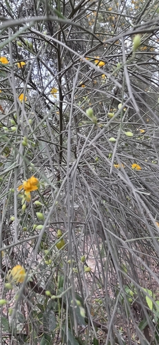 Jacksonia scoparia, photograph 4