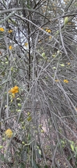 Jacksonia scoparia, photograph (c) Andrew Thornhill, some rights reserved (CC BY)