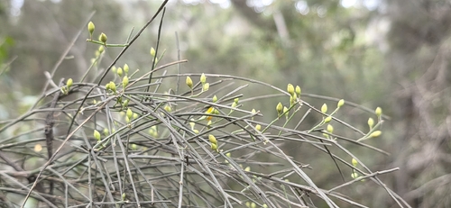 Jacksonia scoparia, photograph 5