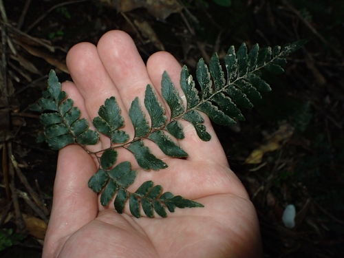 Adiantum fulvum observed 2026-09-21