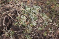 Bocconia