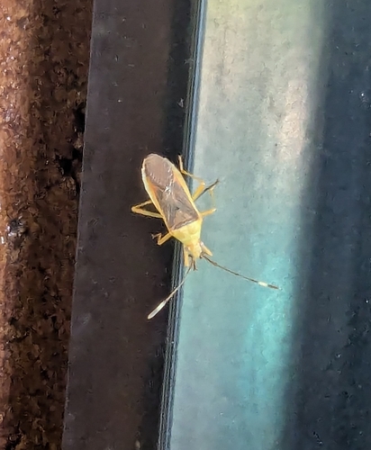 Fruit Spotting Bug