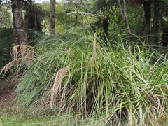 Gahnia setifolia