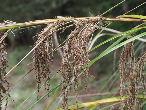 Gahnia setifolia, photograph 1