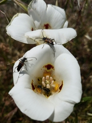 Anastrangalia laetifica