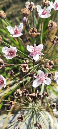 Flowering-rush