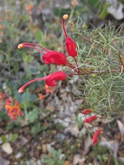 Grevillea wilsonii