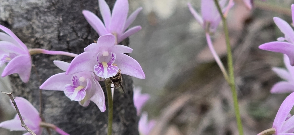 Dendrobium kingianum; photograph (c) Andrew Thornhill, some rights reserved (CC BY)