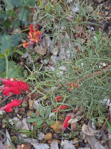 Grevillea wilsonii, photograph 2
