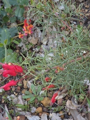 Grevillea wilsonii, photograph (c) Belinda Forbes, some rights reserved (CC BY)