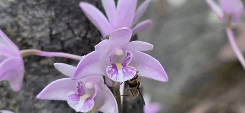 Dendrobium kingianum, photograph 3