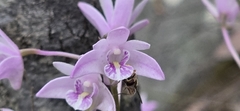 (c) Andrew Thornhill, some rights reserved (CC BY) Dendrobium kingianum, photograph (c) Andrew Thornhill, some rights reserved (CC BY)