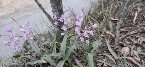 Dendrobium kingianum, photograph 4