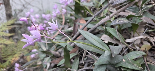 Dendrobium kingianum, photograph 5
