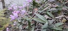(c) Andrew Thornhill, some rights reserved (CC BY) Dendrobium kingianum, photograph (c) Andrew Thornhill, some rights reserved (CC BY)