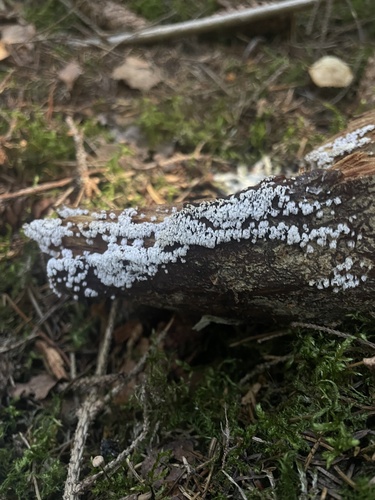 Common Coral Slime