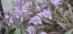 Dendrobium kingianum, photograph (c) Andrew Thornhill, some rights reserved (CC BY)