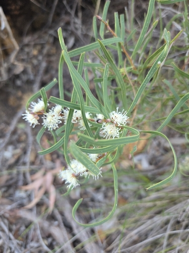 narrow-fruited hakea