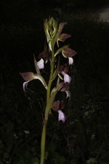 Himantoglossum comperianum