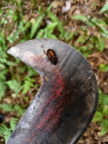 Clinterocera davidis
