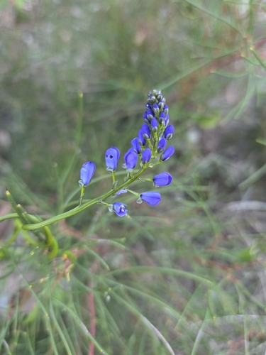 Comesperma ciliatum