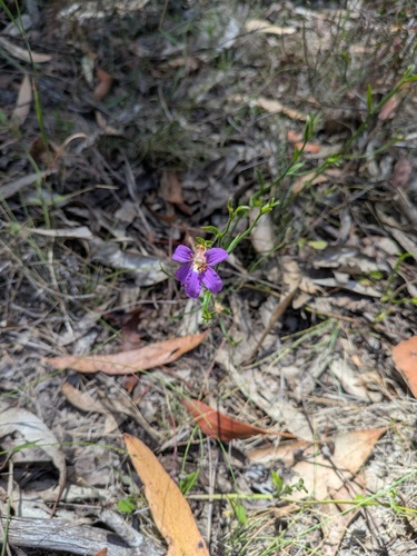 Scaevola ramosissima, photograph 3