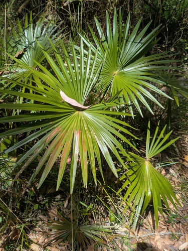 Livistona australis