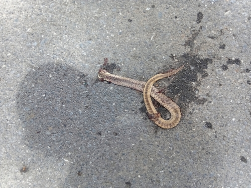 Small-banded Kukri Snake
