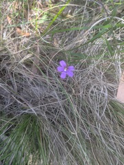 Scaevola ramosissima