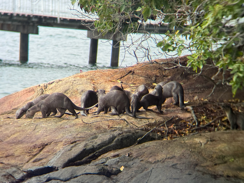 Smooth-coated Otter