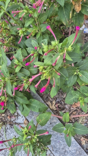 marvel of Peru