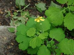 Chelidonium majus