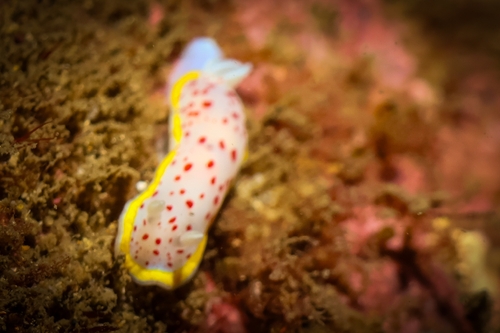 Goniobranchus hunterae