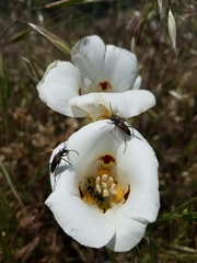 Anastrangalia laetifica