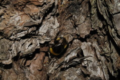 Bombus terrestris dalmatinus