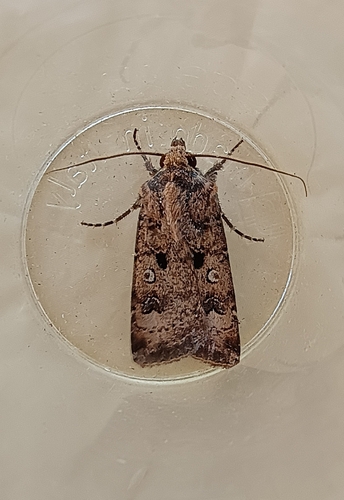 Crescent Dart