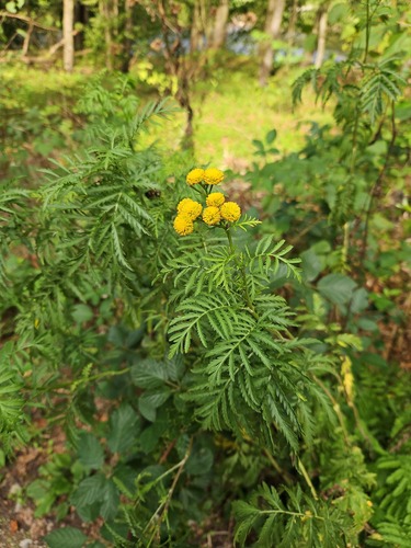 tansy