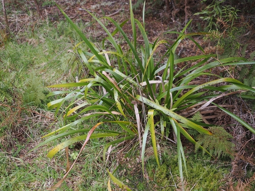 Machaerina sinclairii
