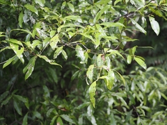 Beilschmiedia tawa