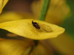 Aphididae