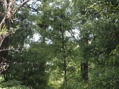 Beilschmiedia tawa, photograph (c) Angus Campbell, some rights reserved (CC BY)