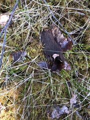 Craterellus cornucopioides