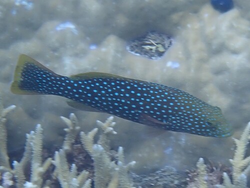 Plectropomus areolatus observed 2026-09-22