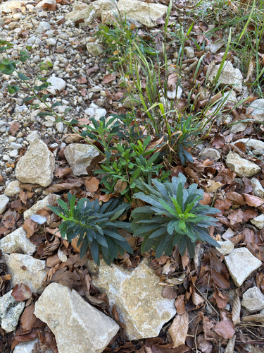 wood spurge